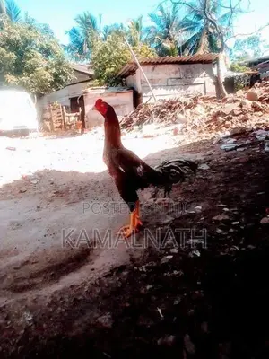 Aseel Rooster Chick
