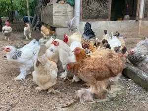 Brahma Chicken