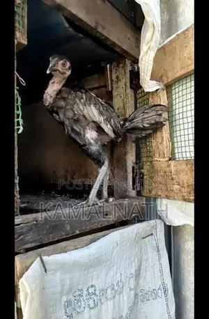 Aseel Rooster Chick