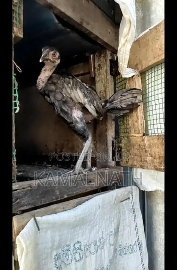 Aseel Rooster Chick