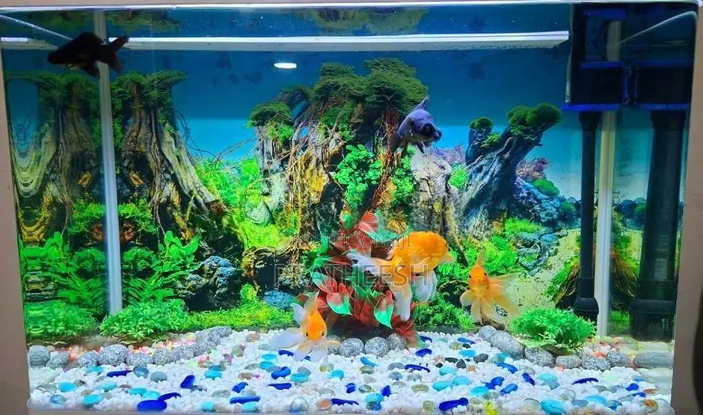 Fish Tank