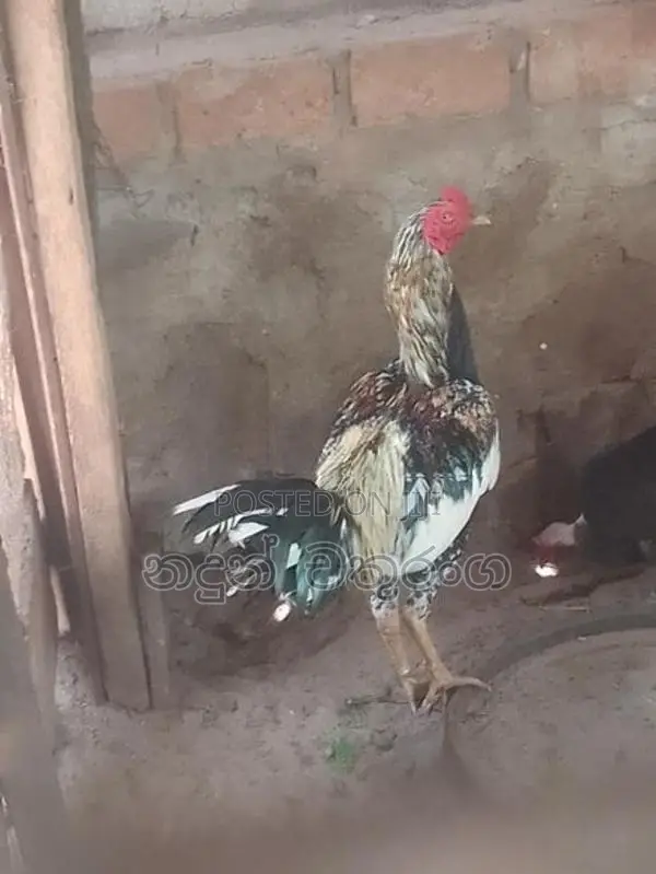 Rooster