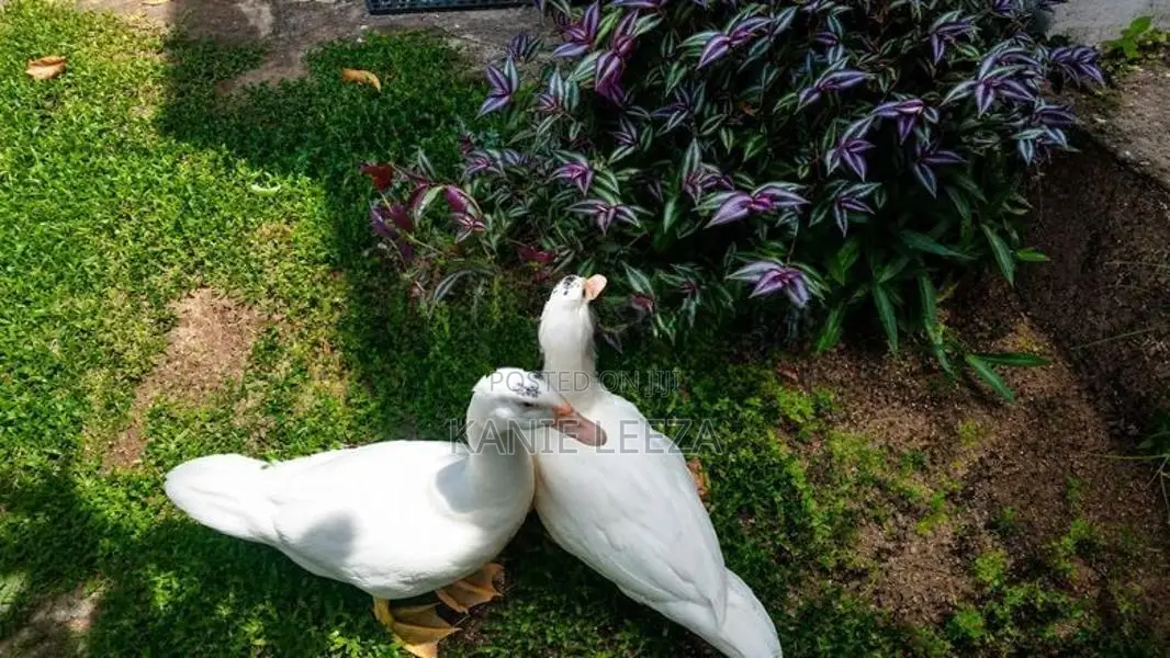 Ducks