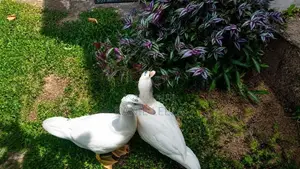 Ducks