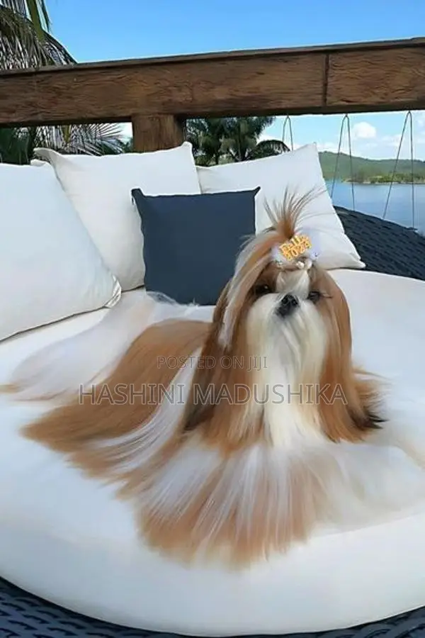 Shihtzu Male