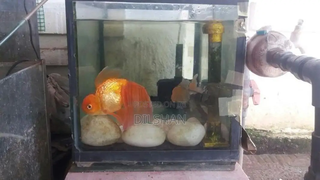 Gold Fish