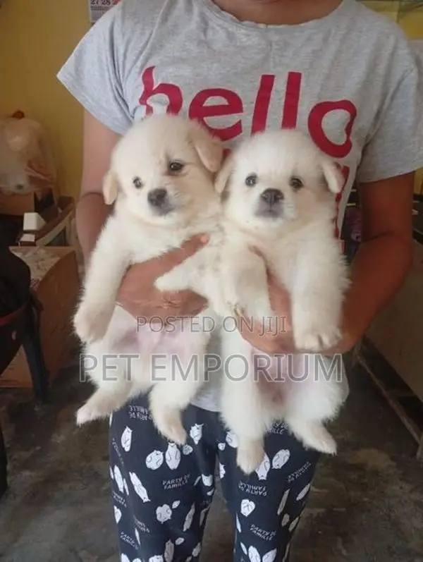 Pomeranian Puppies
