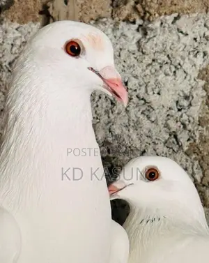 Pigeons