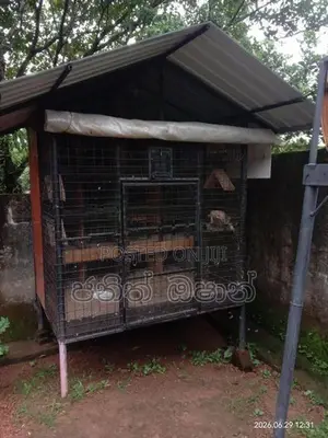 පරයි කූඩු