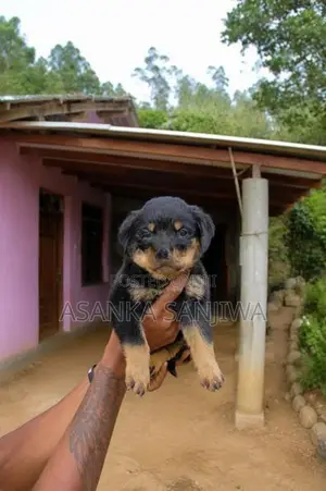 Rottweiler Puppies