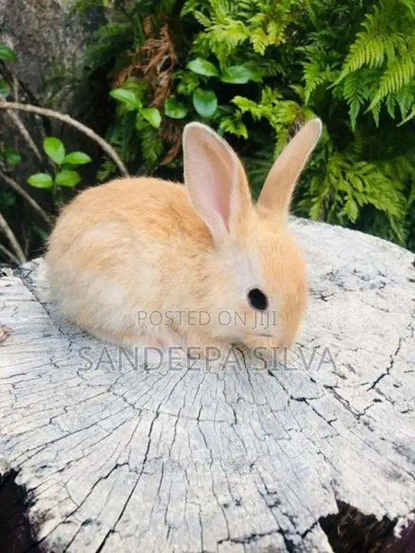 Dutch Rabbits
