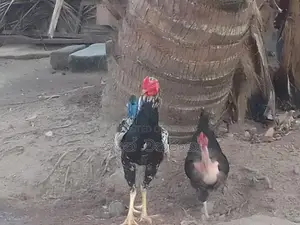 Rooster