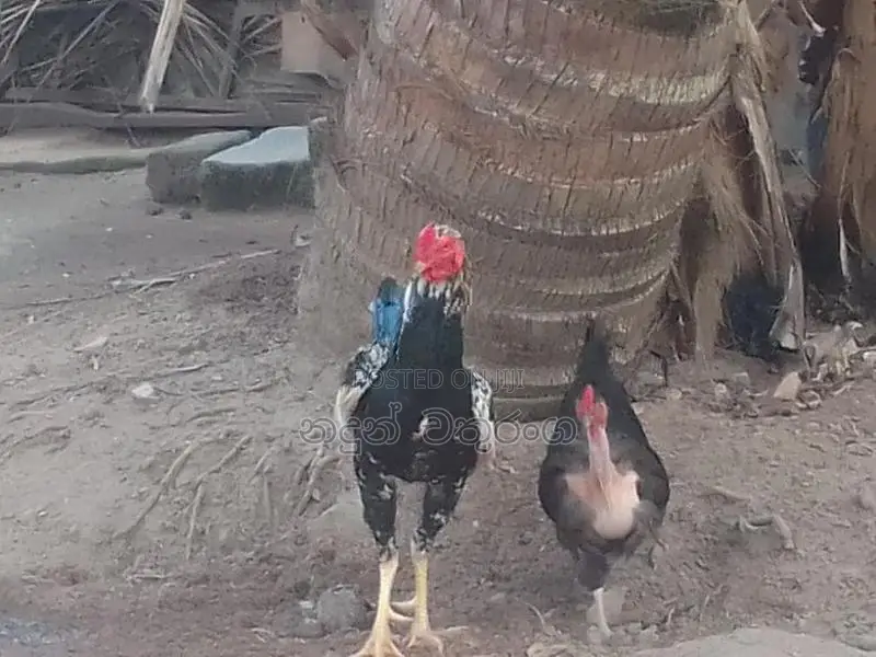 Rooster