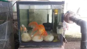 Gold Fish