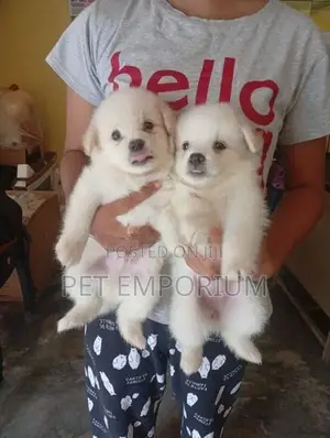 Pomeranian Puppies