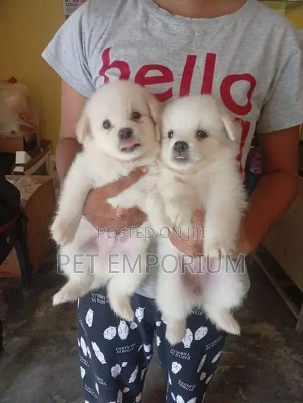 Pomeranian Puppies