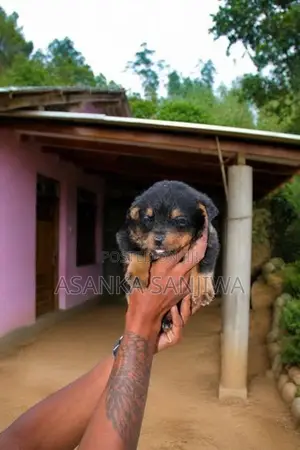 Rottweiler Puppies