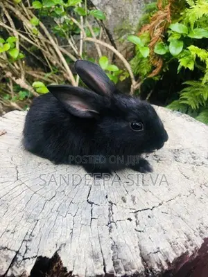 Dutch Rabbits