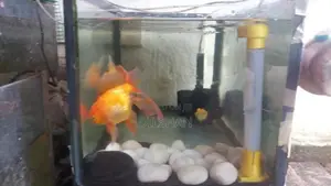 Gold Fish