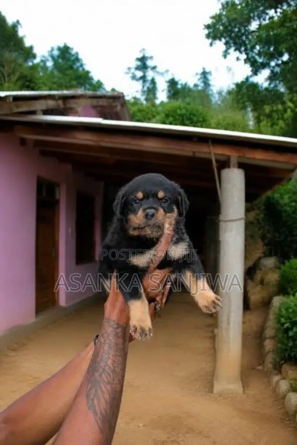 Rottweiler Puppies