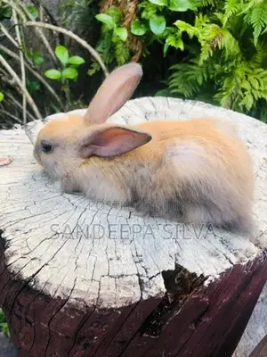 Dutch Rabbits