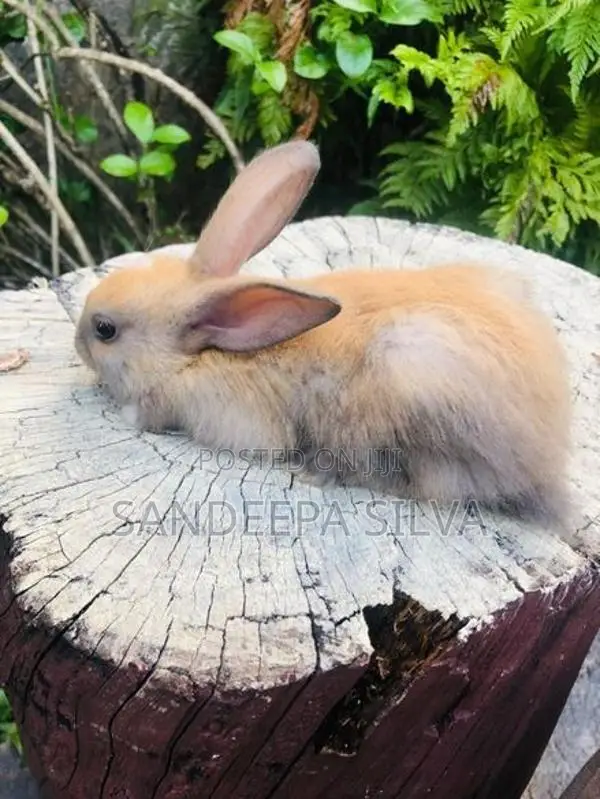 Dutch Rabbits