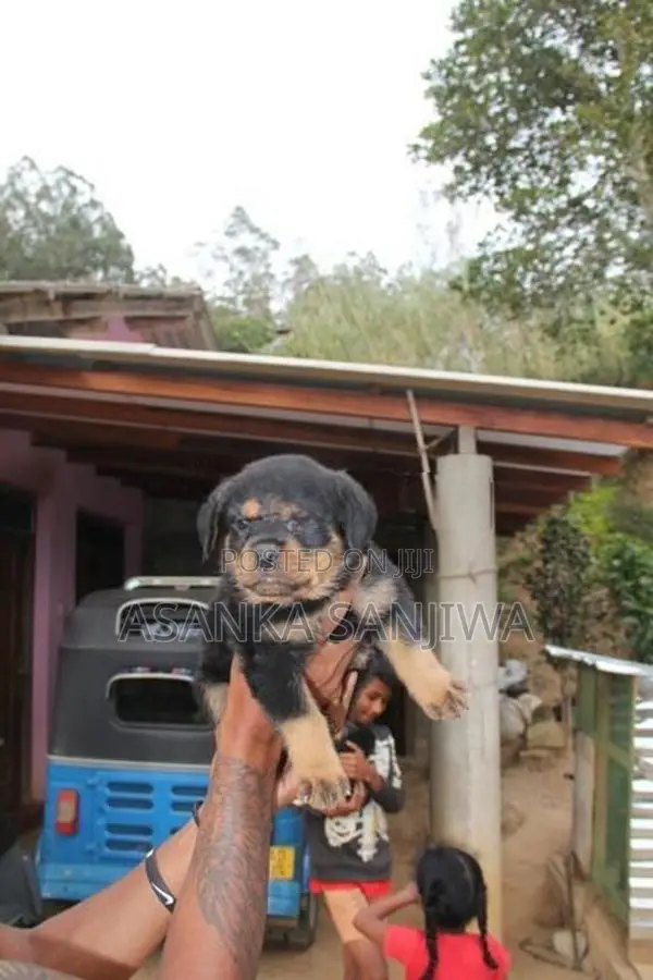 Rottweiler Puppies