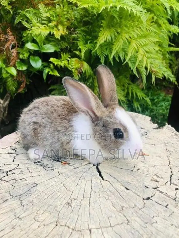 Dutch Rabbits