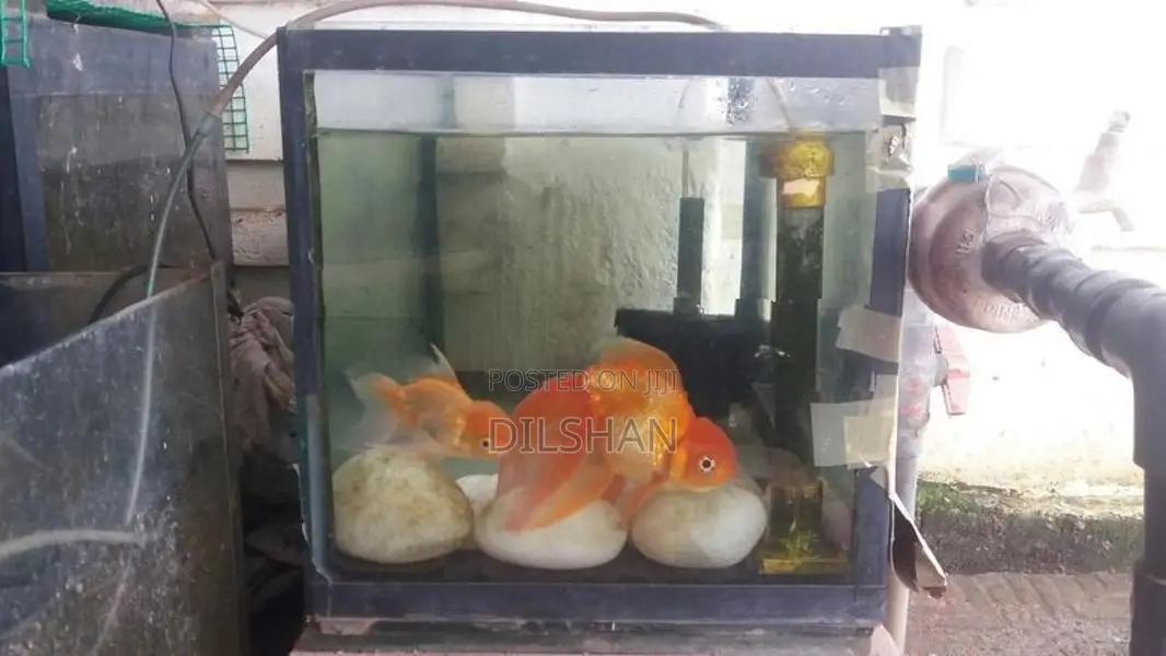 Gold Fish