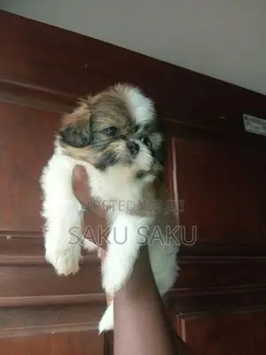Shitzu Puppy