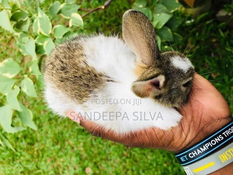 Dutch Rabbits