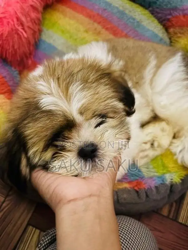 Shitzu Puppy