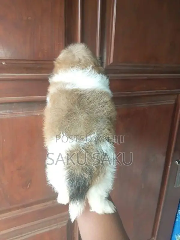 Shitzu Puppy