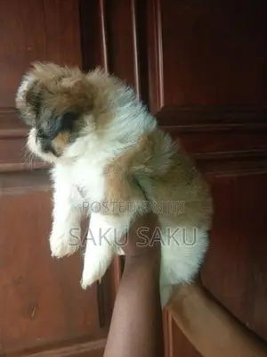 Shitzu Puppy