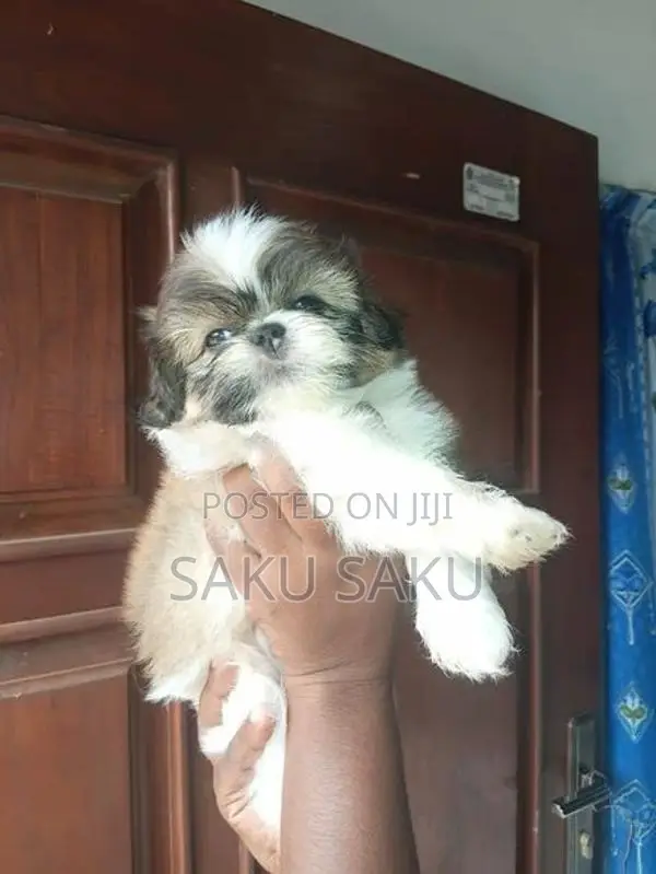 Shitzu Puppy