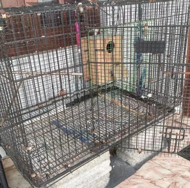 Bird Cage