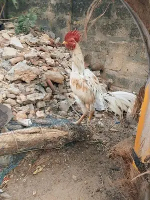 Ratha Seval