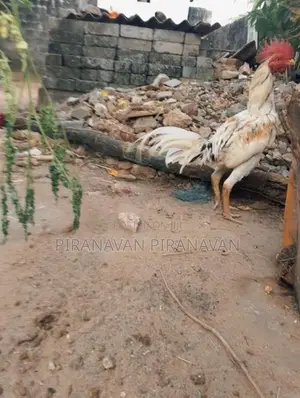 Ratha Seval