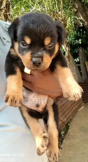 Rottweiler Puppies