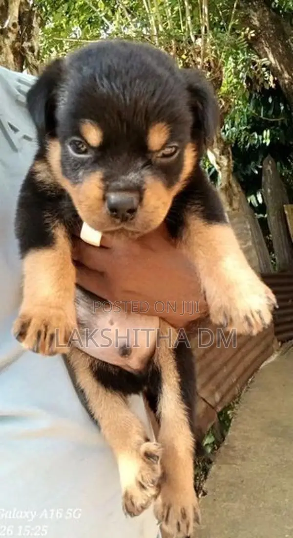 Rottweiler Puppies