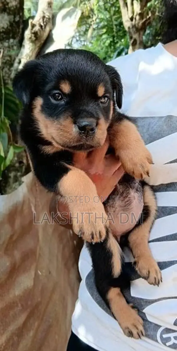 Rottweiler Puppies