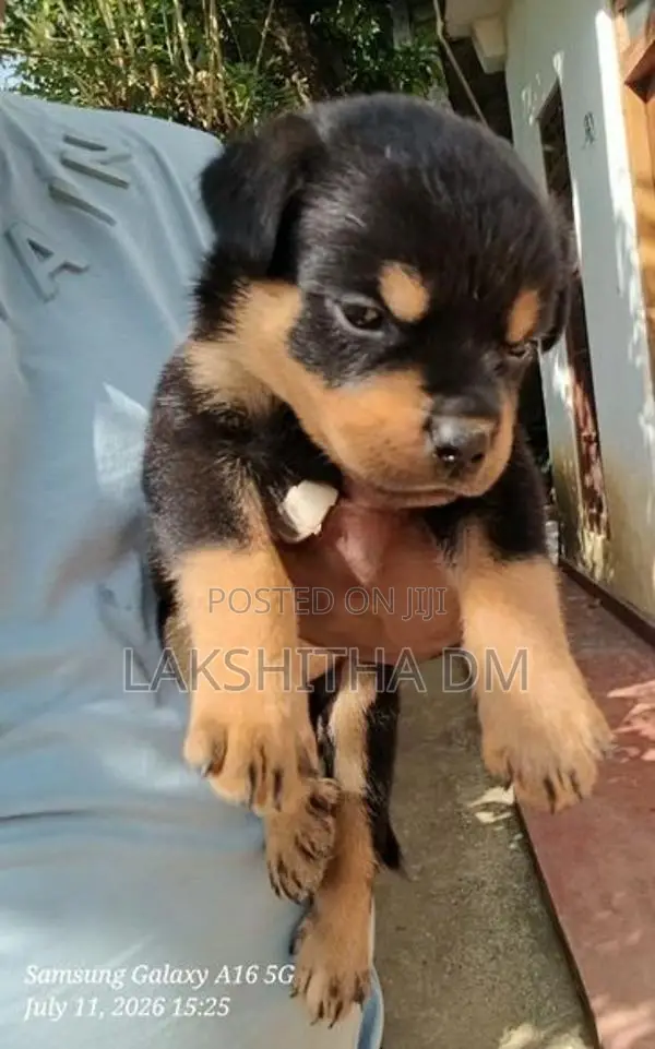 Rottweiler Puppies