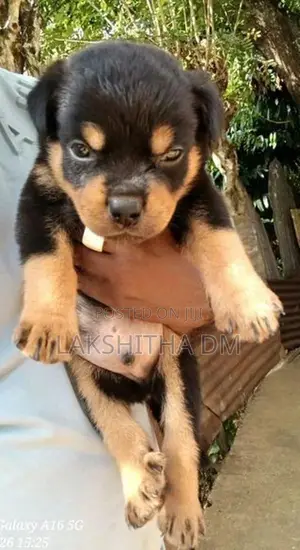 Rottweiler Puppies