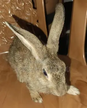 Rabbits