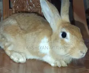 Rabbits