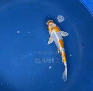 Koi Carp Fish