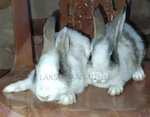 Rabbit