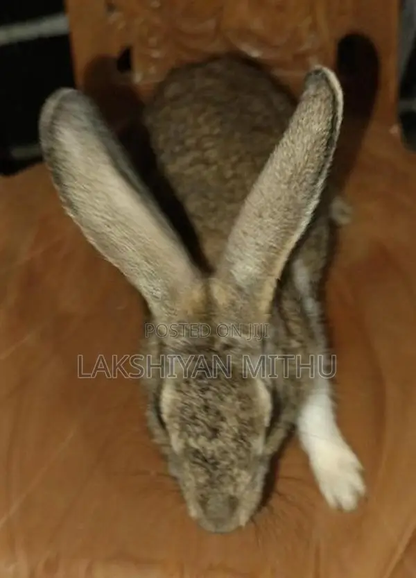 Rabbits
