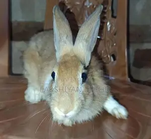 Rabbits