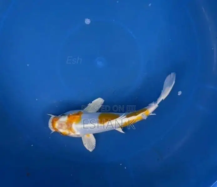 Koi Carp Fish
